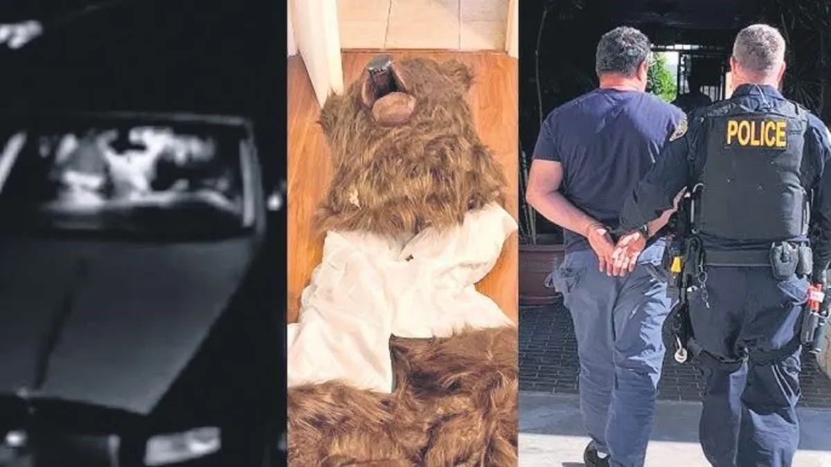 Ayı kılığına girip sigorta şirketini dolandırmaya kalktılar