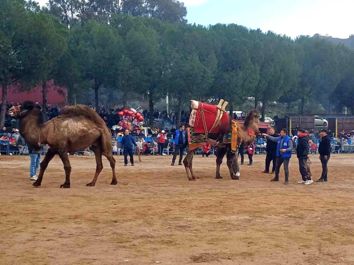 Köşk’te 14. Geleneksel Deve Güreşi Festivali Coşkuyla Gerçekleşti