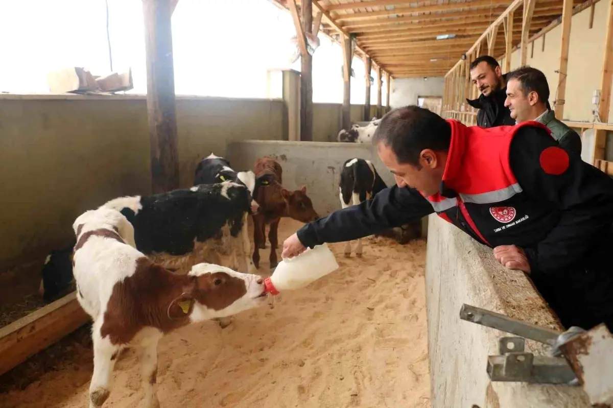 Erzincan’da Büyükbaş Hayvancılıkta Arilik Çalışmaları Hızlandı